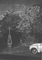 Joseph Beuys: Baum mit Basaltstele (und VW. Wo ist das Kunstwerk?)